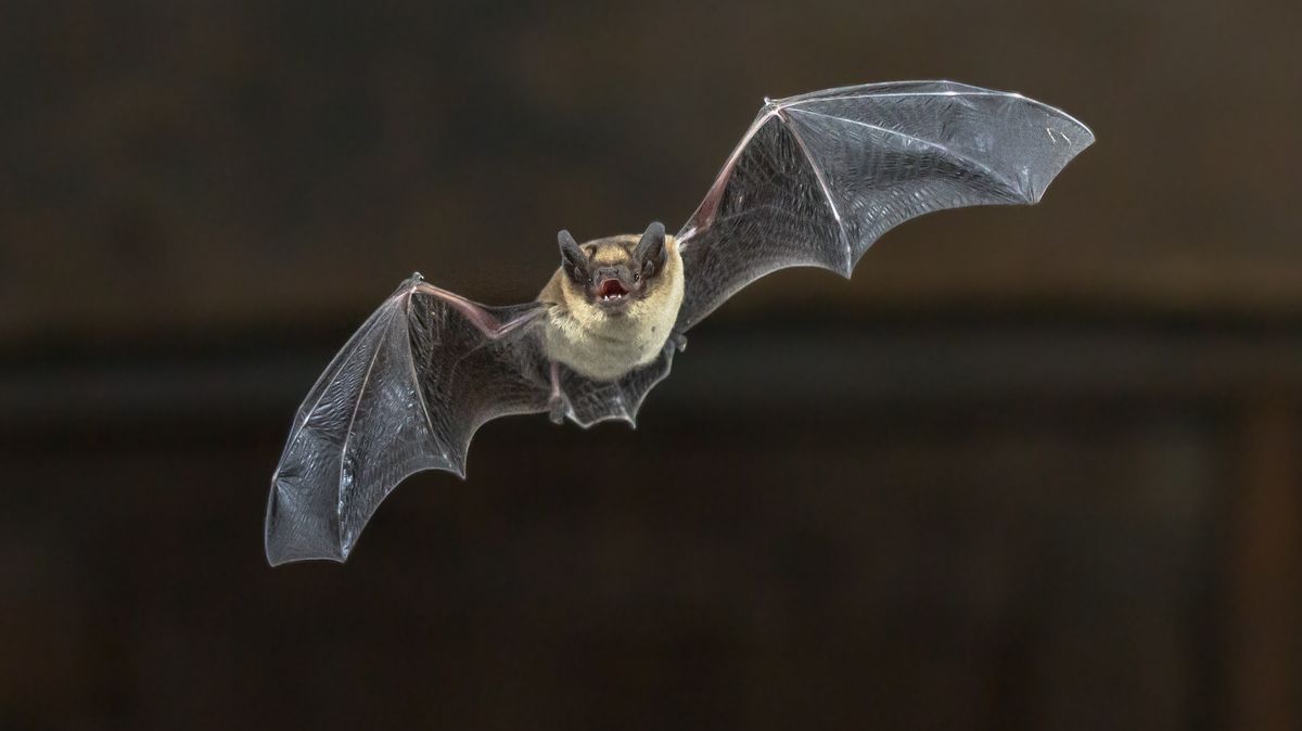 Konzumace netopýra pobouřila Australany. Reklamu vyšetřují úřady